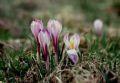 Crocus vernus